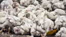 Sejumlah ayam berada di agen ayam potong kawasan Cipinang Melayu, Jakarta Timur, Senin (19/12/2022). Saat ini, harga ayam potong dijual Rp 33.000 - Rp 40.000 per kilogram, naik dibandingkan bulan lalu sekitar Rp 25.000 - Rp 30.000 per kilogram. (merdeka.com/Iqbal S. Nugroho)
