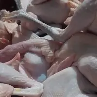 Ilustrasi daging ayam kampung tua. (Foto: Instagram/@jualansiska_siska_khoe)