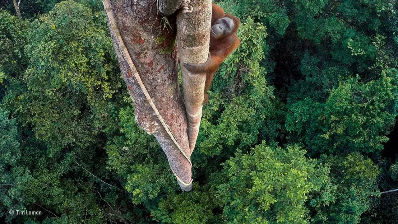 Foto Orang Utan