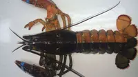 Seorang nelayan menangkap lobster dengan warna yang sangat langka.