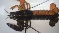 Seorang Nelayan Menangkap Lobster Langka Dua Warna