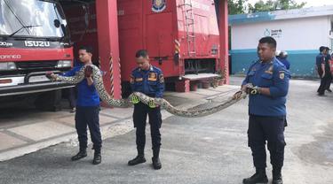 Petugas Damkar Pekanbaru usai mengevakuasi ular bersarang di rumah warga.