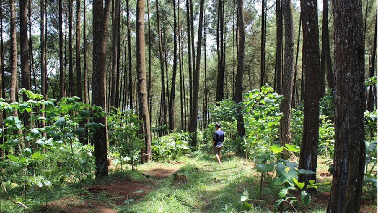 Temanggung Bukan Soal Tembakau, Ini 6 Alasan Kamu Harus Kunjungi