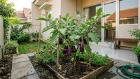 9 Sayuran yang Paling Boros Air, Lengkap Tips Merawat di Rumah agar Tumbuh Subur