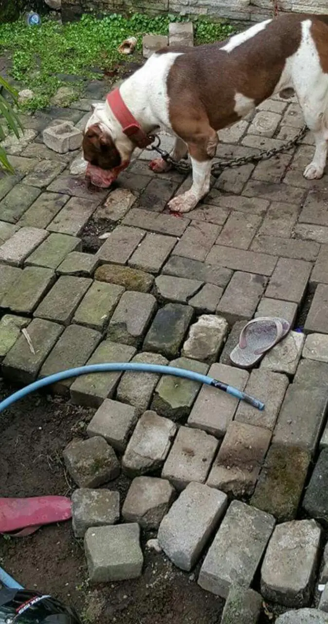 Anjing Pitbull yang menyerang bocah berusia delapan tahun di Malang. (Foto: Tiron/Komunitas Galaxy Dog Lovers (GDL))
