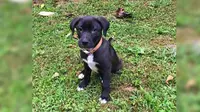 Persahabatan Mengharukan Anjing Kecil dan Manusia Penolongnya