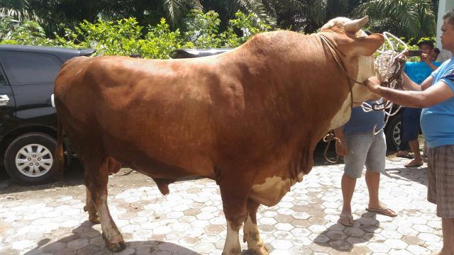 Warga Medan Dapat Jatah Sapi Kurban Montok Dari Jokowi