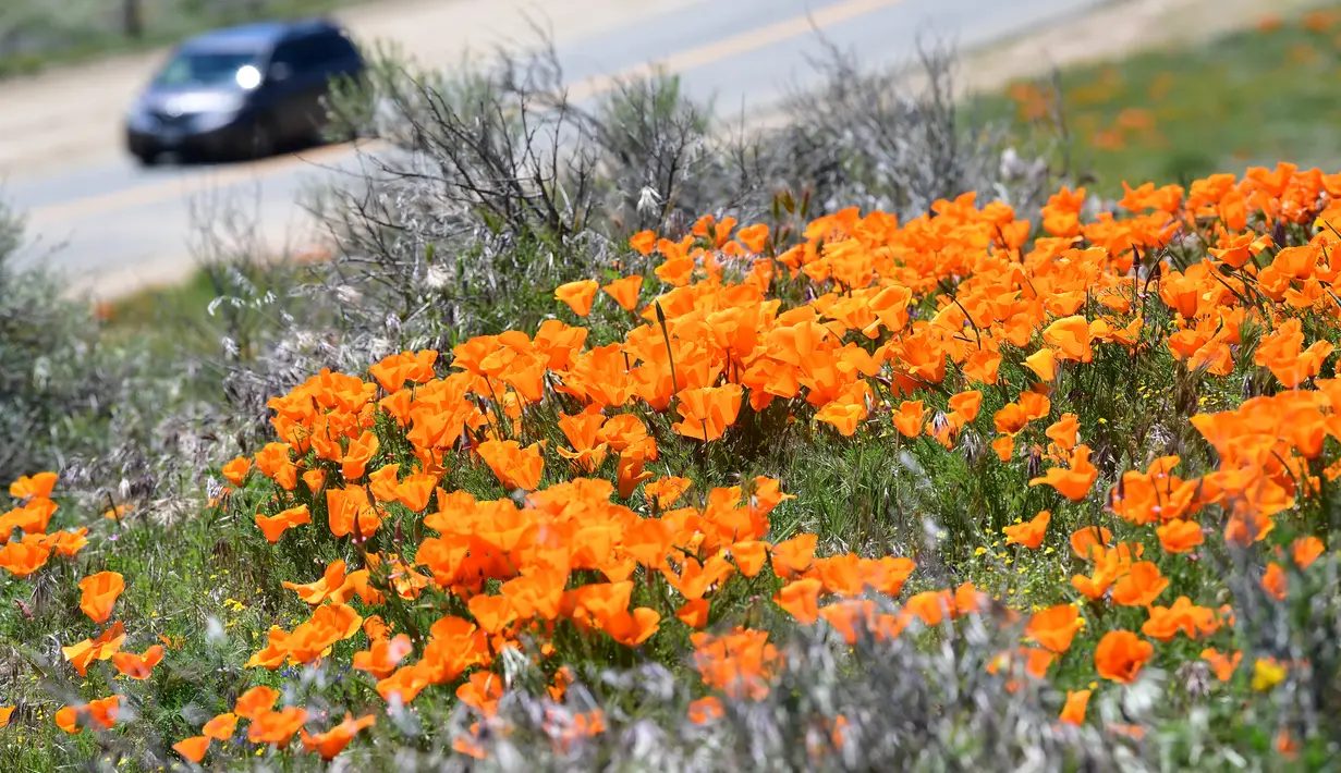 Sebuah mobil melewati ladang poppy dekat Antelope Valley California Poppy Reserve saat berlangsungnya mekar musim semi tahunan di Lancaster, California, 16 April 2020. Mekarnya poppy tahun ini disiarkan secara langsung lantaran penutupan ladang akibat pandemi Covid-19. (Frederic J. BROWN/AFP)