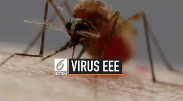 Eastern Equine Encephalitis (EEE) merupakan virus yang disebarkan oleh nyamuk. Pejabat kesehatan di AS melaporkan sudah 3 orang meninggal karena terinfeksi virus ini.