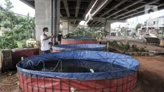 Warga saat melakukan perawatan kolam lele di kolong Tol Becakayu, Cipinang Melayu, Jakarta Timur, Minggu (20/3/2022). Sudah 6 bulan berlangsung warga setempat memanfaatkan lahan kosong di kolong Tol Becakayu untuk membudidayakan ikan lele yang dibuat secara swadaya. (merdeka.com/Iqbal S. Nugroho)