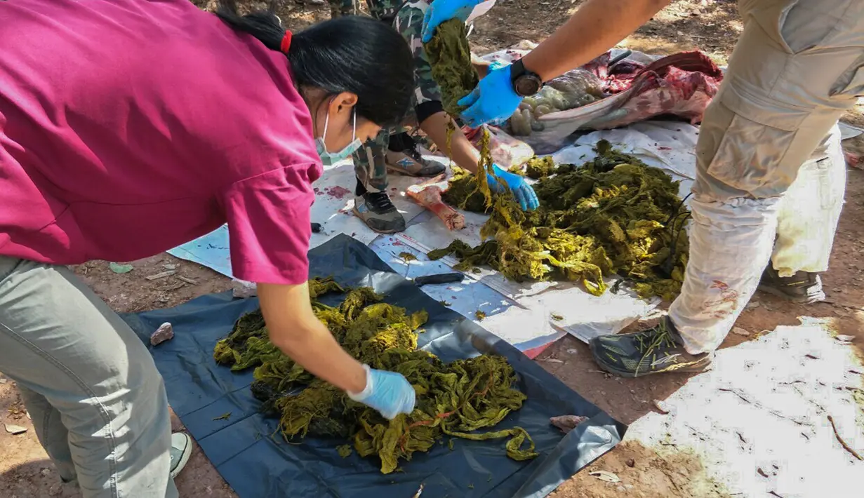 Gambar yang dirilis pada 26 November 2019 memperlihatkan dokter hewan memeriksa sampah yang ditemukan dari perut rusa mati di Taman Nasional Khun Sathan, Thailand. Rusa jantan yang memiliki tinggi 135 sentimeter itu diperkirakan berumur lebih dari 10 tahun (HO/Office of Protected Area Region 13/AFP)