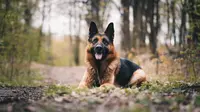 The best guard dogs for first time owners. (Photo: Anna Dudkova/Unsplash)