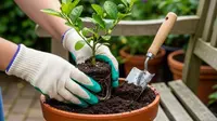 9 Cara Menanam Jeruk Nipis dari Biji di Pot Kecil, Dijamin Cepat Tumbuh dan Berbuah Lebat