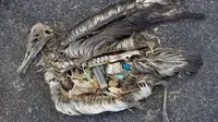 Burung Albatros tewas mengenaskan setelah memakan sampah plastik.