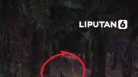 Seekor tapir dewasa ditemukan terjebak di parit perkebunan kelapa sawit di Mesuji, Lampung, Minggu (20/9/2026). Satwa langka ini diduga keluar dari kawasan hutan konservasi Register 45 untuk mencari air.

Bupati Mesuji Elfianah Khamamik memastikan kondisi tapir sehat dan dievakuasi ke Taman Kehat...