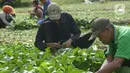 Petani memanen sawi di Para Meter Utara Desa Selapajang, Tangerang Banten, Selasa (23/11/2021). Petani menjualnya satu gabuk  isi 20 ikat dengan harga Rp 60 ribu rupiah ke pasar induk Tangerang. (merdeka.com/Imam Buhori)