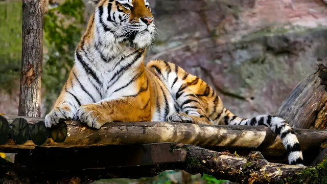 Bengal Tiger