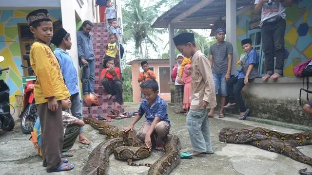 5 Kisah Persahabatan Manusia dengan Ular Piton, Ada yang Jalin Ikatan Sejak Bayi