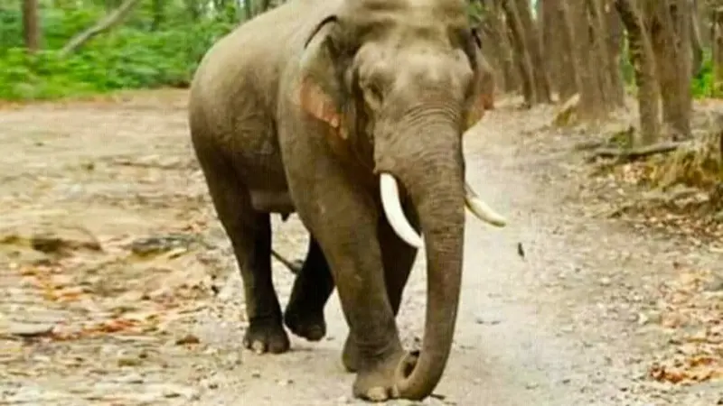 Gajah di Riau yang pernah masuk ke perkebunan warga.