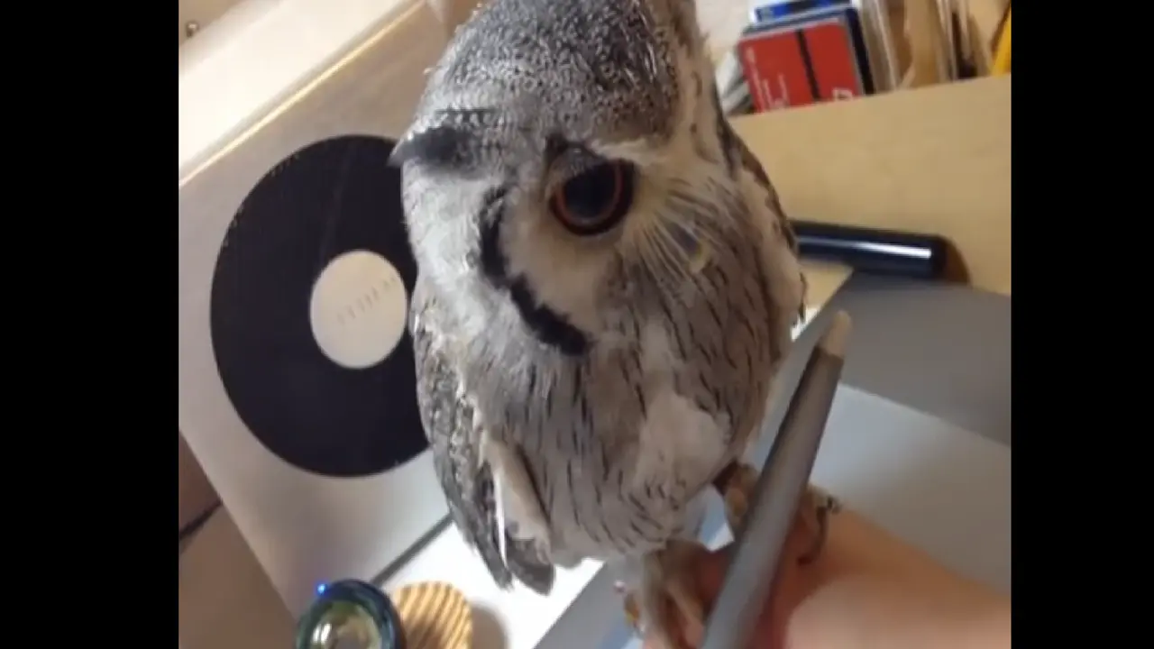 Burung hantu. (Youtube)