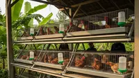 Rumah Tipe 21 Bisa Jadi “Mini Farm”, Ini 8 Ide Ternaknya yang Menguntungkan