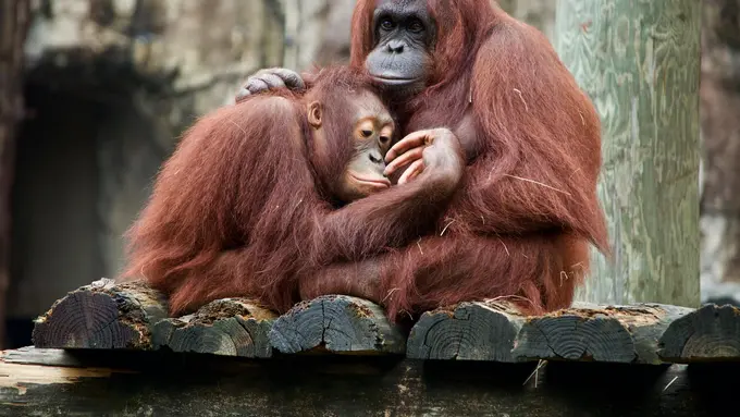 Hewan-hewan khas yang banyak ditemukan di Indonesia