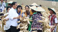 Presiden Joko Widodo bersama Menteri BUMN Rini Soemarno dan Menteri Lingkungan Hidup dan Kehutanan Siti Nurbaya Bakar berdialog dengan petani saat panen raya jagung di Perhutanan Sosial, Ngimbang, Tuban, Jumat (9/3). (Liputan6.com/Angga Yuniar)