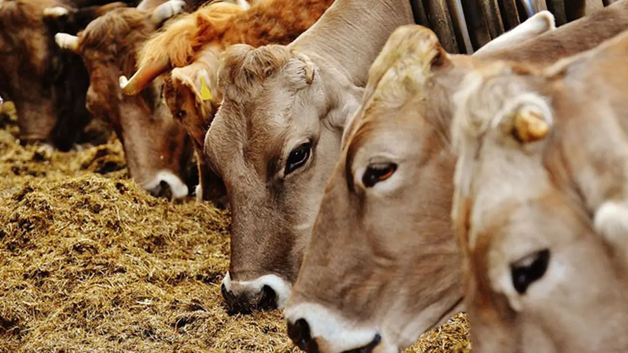 Petani Kehilangan 500 Sapi Secara Misterius, Kok Bisa?