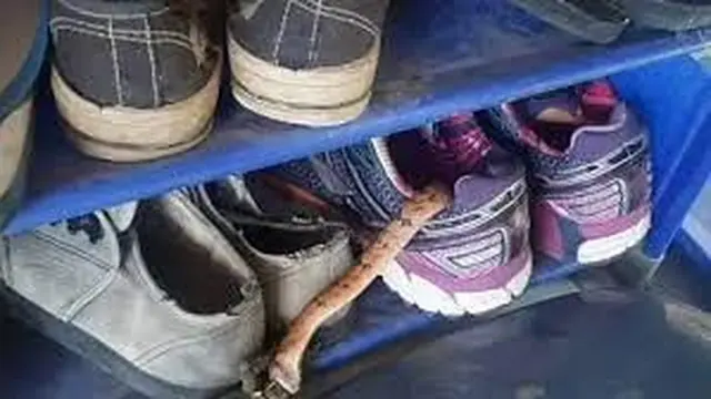 6 Momen Mengejutkan Ular Sembunyi di Tempat Tak Terduga, Bikin Bergidik