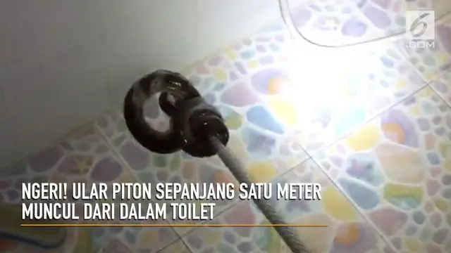 Wanita Thailand temukan ular piton muda dengan panjang 1 meter di dalam toilet rumahnya.