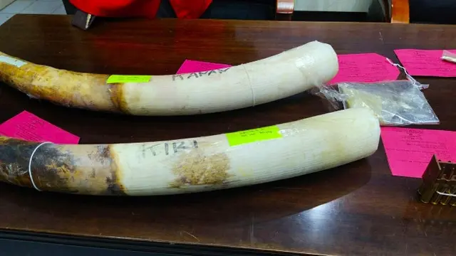 Gading gajah yang disita penyidik Polres Indragiri Hulu dari dua tersangka pemburu gajah.