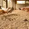 TOP 3 HOT: Bahan Alas Kandang Ayam hingga Desain Rumah dengan Secondary Skin
