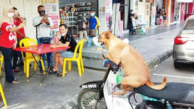 Sudah Dilatih Sejak Lama, Anjing Ini Tak Pernah Lupa untuk Gunakan Masker
