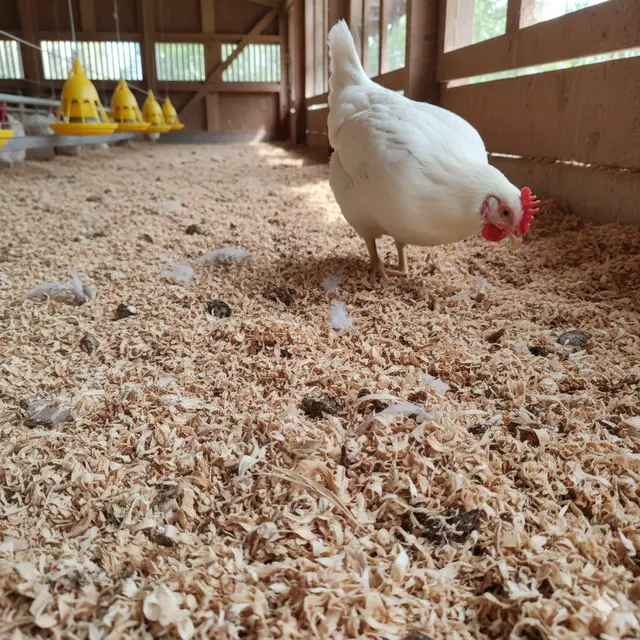 Alas kandang ayam (Foto: Gemini AI)