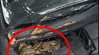 Cara Mengusir Ular dari Kolong Mesin Mobil dengan Aman dan Efektif