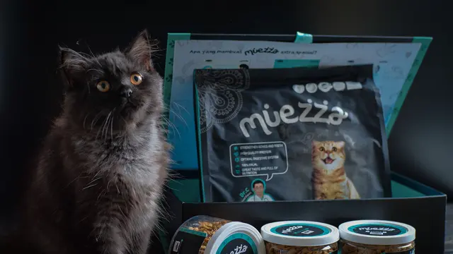 10 Jenis Kucing yang Mirip Anjing, Perhatikan Bentuk Fisiknya