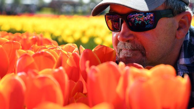 Pengontrol kualitas Laurie Hampton memeriksa bunga tulip selama Tesselaar Tulip Festival di Silvan, Dandenong Ranges, Melbourne (27/9). Pengunjung antusias melihat lebih dari satu juta warna-warni bunga, termasuk 900.000 tulip. (AFP Photo/William West)