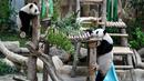 Panda betina Sheng Yi (kiri) bermain dengan ibunya Feng Yi (kanan) di dalam kandang panda di Kebun Binatang Nasional di Kuala Lumpur pada 25 Mei 2022. Setelah hampir setahun dilahirkan, anak ketiga pasangan panda gergasi Xing Xing dan Liang Liang dari China akhirnya diberikan nama - Sheng Yi yaitu keamanan dan persahabatan. (AFP/Mohd Rasfan)