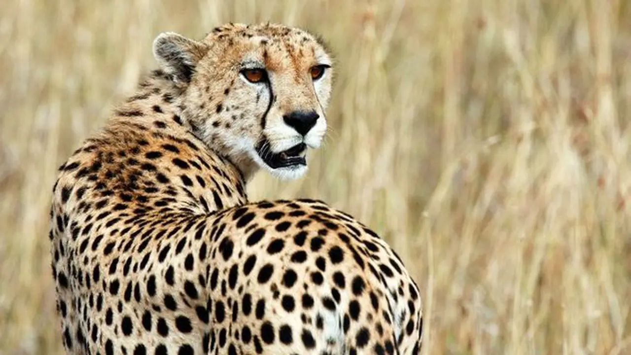 Momen Mengerikan Pengunjung Taman Margasatwa Diserang Cheetah