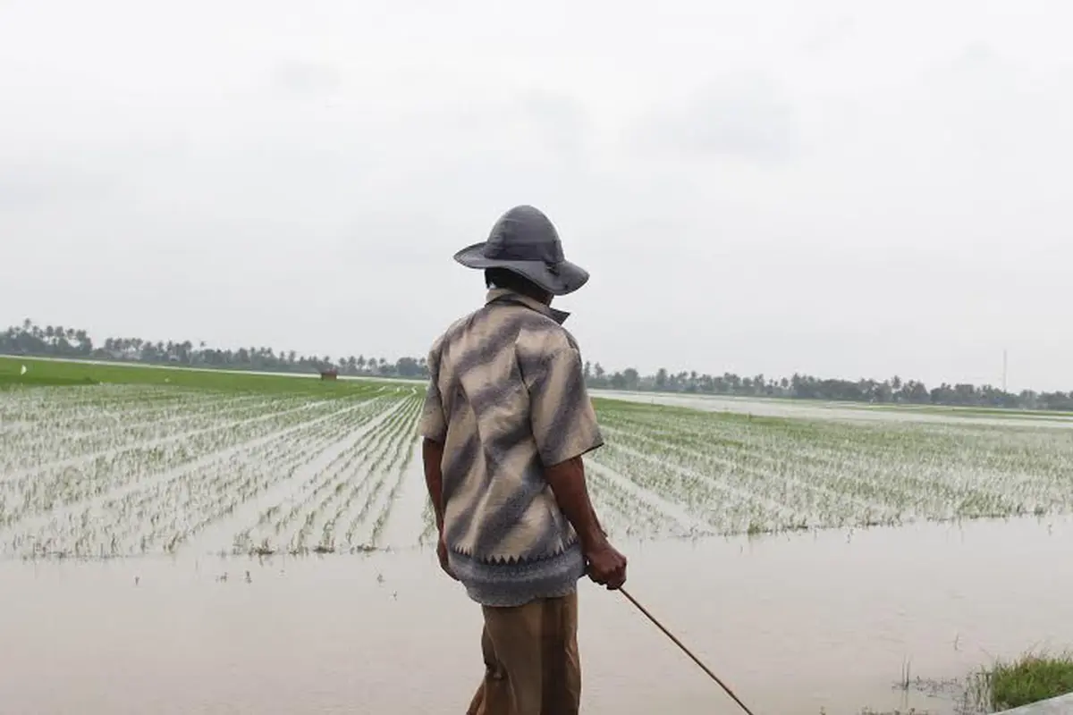 Tanaman Padi Terancam Puso di Banten
