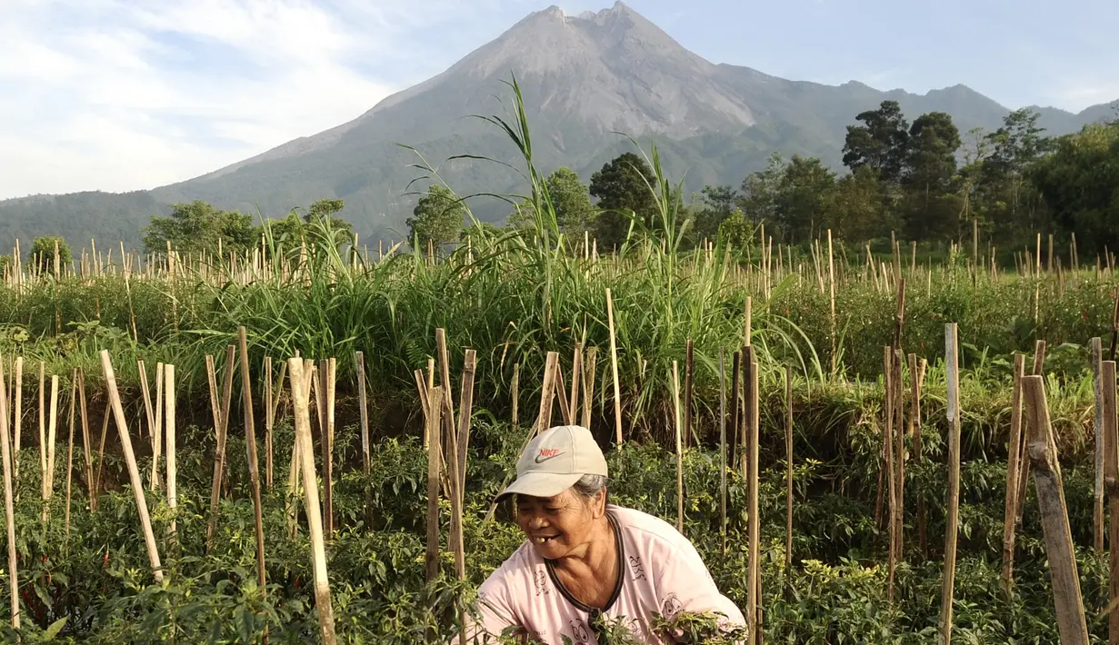 Seorang petani menggarap lahan pertanian di ladangnya dekat Gunung Merapi di Yogyakarta pada Jumat (6/11/2020). saat Badan Geologi Indonesia telah meningkatkan status aktivitas Gunung Merapi menjadi siaga. (Photo by Agung Supriyanto / AFP)