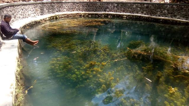 Dua Ekor Ular Piton Muncul di Kawasan Telaga Purba Wendit Malang