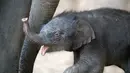 Ekspresi bayi gajah perempuan saat bermain dengan ibunya 'Salvana' di kebun binatang Hagenbeck di Hamburg, Jerman (4/9). (AFP Photo/dpa/Daniel Reinhardt/Jerman Out)