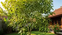 7 Pohon Buah yang Jarang Diserang Lalat Buah, Hasil Panen Lebih Optimal