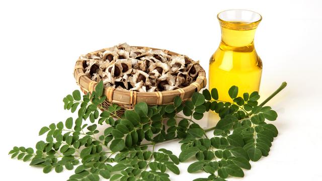 [Bintang] Yuk! Manfaatkan Minyak Biji Kelor buat Kecantian Kulit dan Rambut