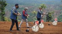 Produktivitas tinggi jagung di Kecamatan Limbangan, Garut, Jawa Barat berpotensi menjadi komoditas unggulan prioritas ekspor sektor pertanian. (Liputan6.com/Jayadi Supriadin)