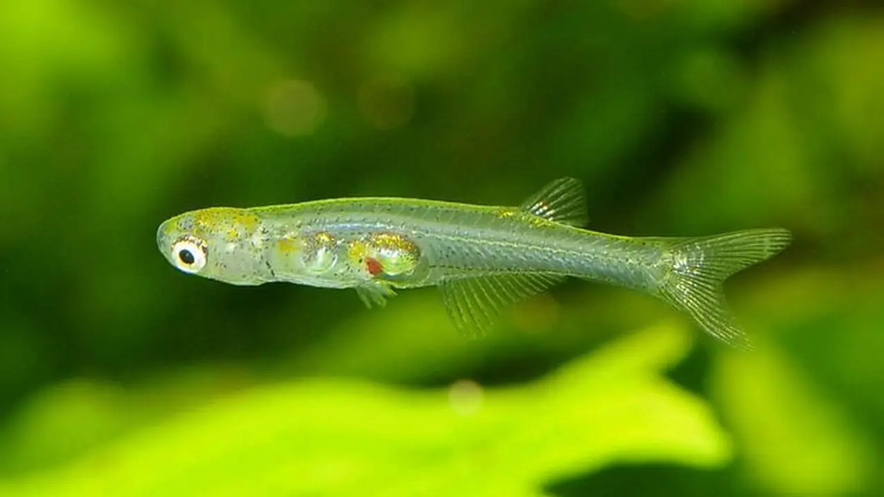 Ikan Kecil Bersuara Keras