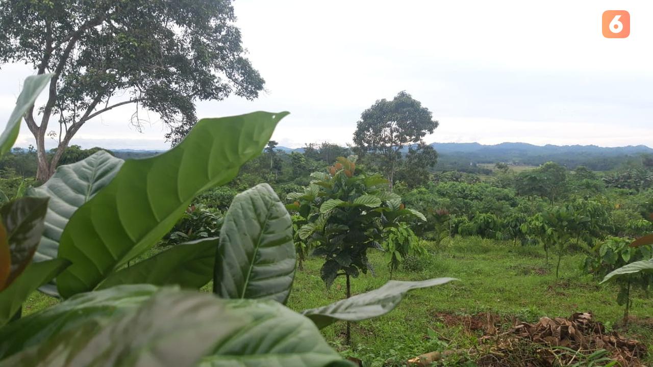 Kebun Kopi Desa Jonggon Jaya