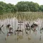 Penanaman bibit mangrove di kawasan pesisir.