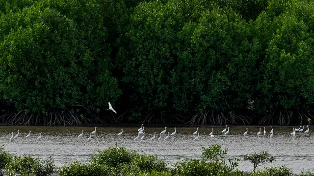 Melihat Kondisi Hutan Bakau di Hari Mangrove Sedunia